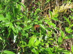 Limenitis archippus floridensis