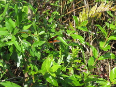 Limenitis archippus floridensis