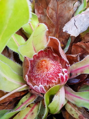 Protea caespitosa