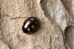 Oenopia billieti