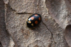 Oenopia billieti