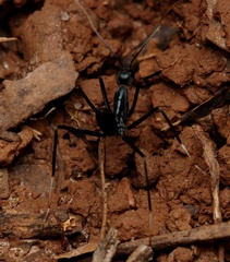Leptomyrmex unicolor