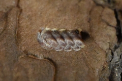 Amorphoscelis chinensis