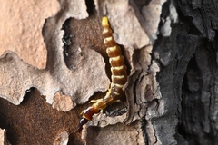 Inocellia aspouckorum