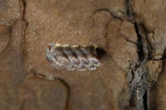 Amorphoscelis chinensis