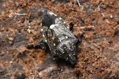 Eocanthecona thomsoni