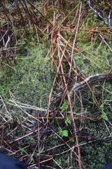 Equisetum fluviatile