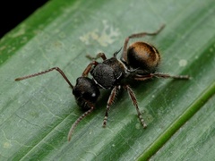 Polyrhachis cydista