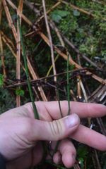 Equisetum fluviatile