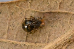 Nesticidae