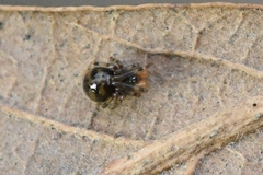 Nesticidae