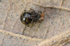 Nesticidae