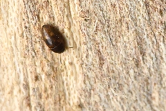 Mycetophagidae