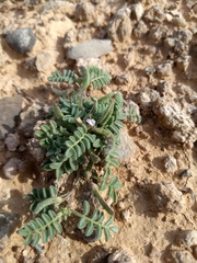 Astragalus nyensis