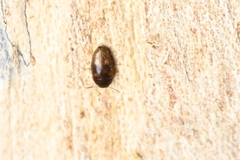 Mycetophagidae