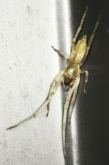 Clubiona robusta