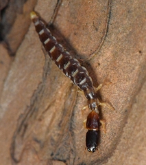 Inocelliidae