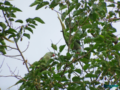 Psittacula eupatria