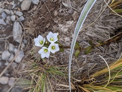 Gentianella montana