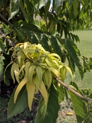 Cananga odorata