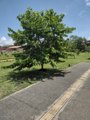 Cananga odorata