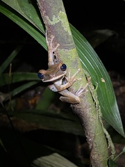Osteocephalus planiceps