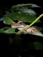 Osteocephalus planiceps