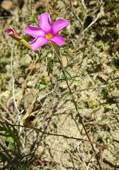 Oxalis hirta