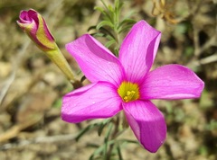Oxalis hirta