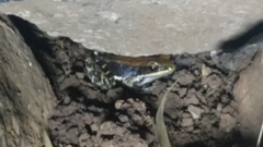 Hydrophylax bahuvistara