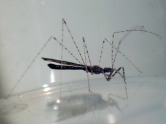 Empicoris rubromaculatus