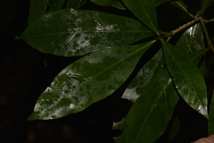 Atractocarpus benthamianus