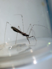 Empicoris rubromaculatus