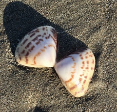 Tivela