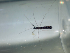 Empicoris rubromaculatus
