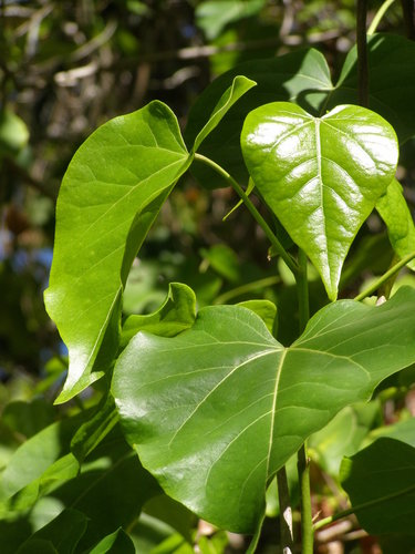 Thespesia populnea observed 2010-10-13