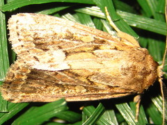 Spodoptera depravata
