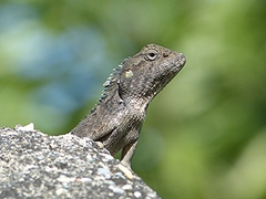 Calotes versicolor