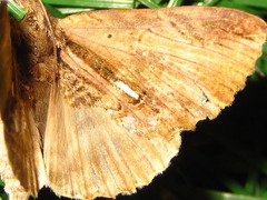 Ercheia niveostrigata