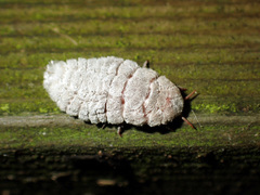 Coelostomidia zealandica