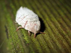 Coelostomidia zealandica