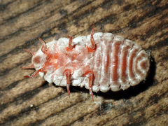 Coelostomidia zealandica