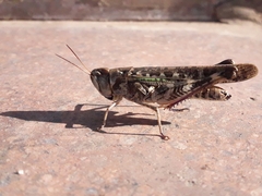 Rhammatocerus pictus