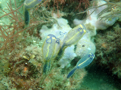 Clavelina meridionalis