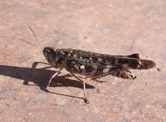 Rhammatocerus pictus