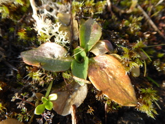 Micranthes integrifolia
