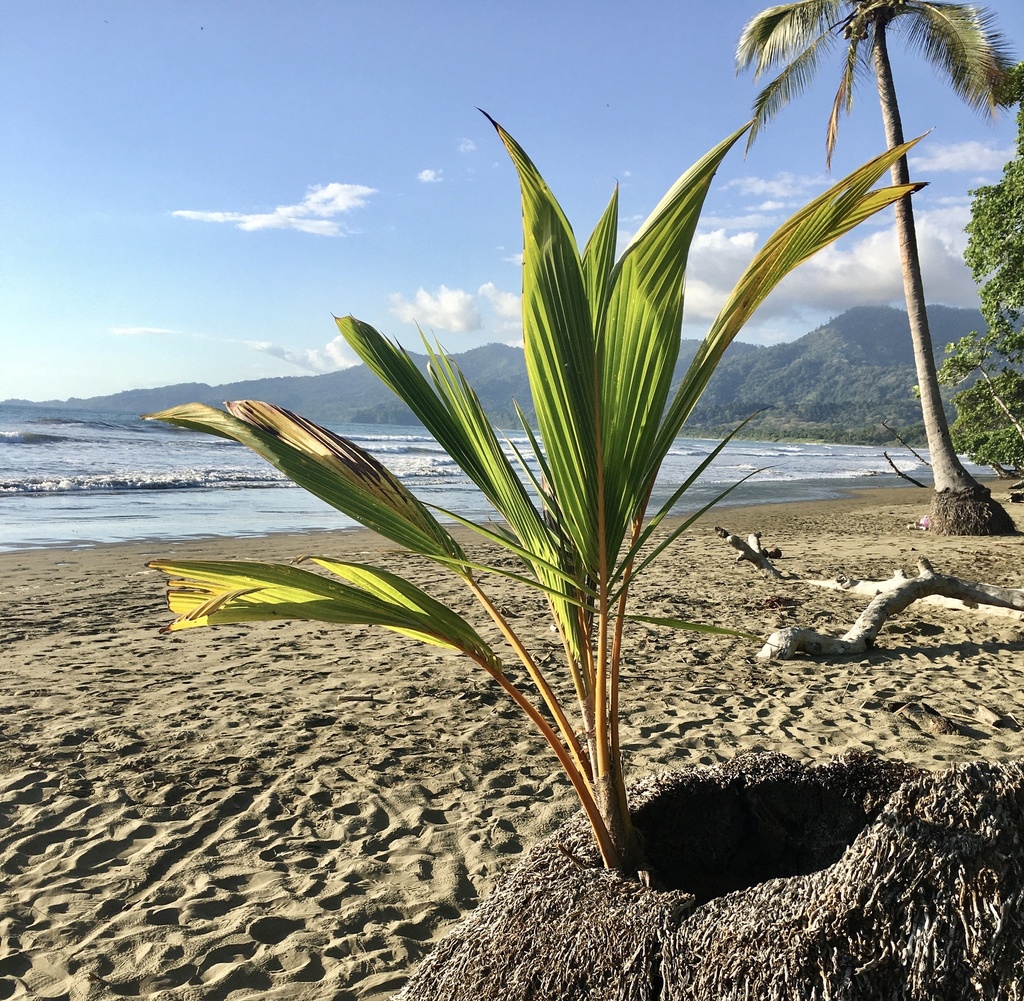 coconut palm (Cocos nucifera)  iNaturalist