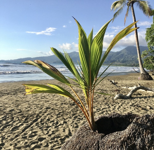 Cocos nucifera