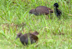 Amaurornis moluccana