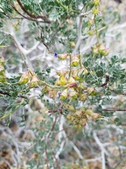 Psorothamnus arborescens minutifolius